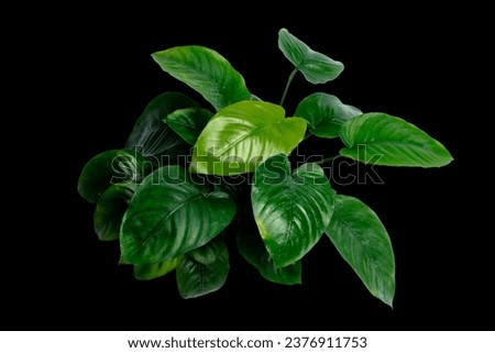 Dark green leaf of Anubias Broad leaf popular aquarium plants isolated on black background with clipping path