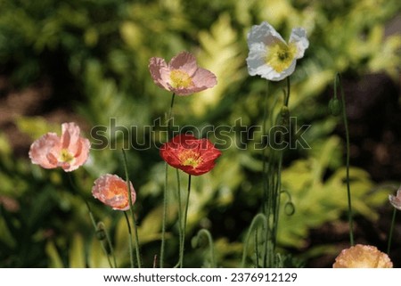 Beautiful multi colored Iceland Poppies in daylight. Multi colored Iceland Poppies. Papaver Nudicaule. Boreal flowering plants background.