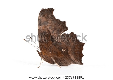 Dead Leaf Butterfly (Kallima inachus) isolated white background.