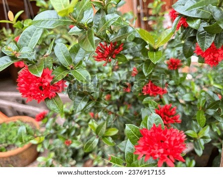 A picture of a bright red flower, beautiful on a clear day.