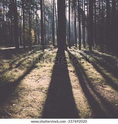 Morning sun beams in the autumn forest in latvia - retro, vintage style look
