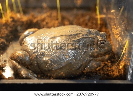 Close-up of an African bullfrog lying down on the ground. It was also known as the Giant bullfrog or the South African burrowing frog.