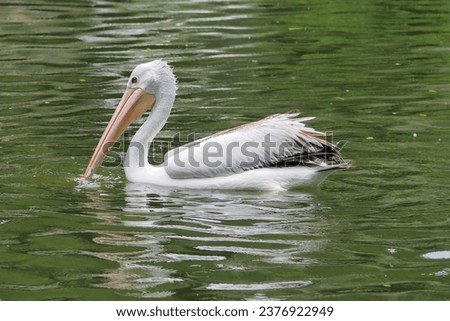 A Great White Pelican (Pelecanus conspicillatus) swims in the waters of Lake Ragunan, South Jakarta
