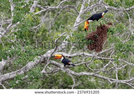 Two Toco Toucans in a tree, one plundering a birds nest, Pantanal Wetlands, Mato Grosso, Brazil
