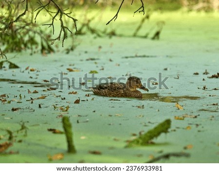 Solitary duck on a clogged pond                           