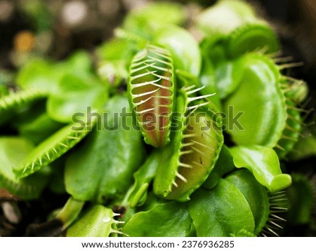 Closeup Venus flytrap ,Insectivorous plants ,Low Giant ,Dionaea muscipula ,needle-like-teeth ,venus fly catcher ,Cook's Carnivorous  Royalty-Free Stock Photo #2376936285
