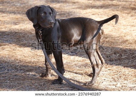 Casey Behringer, a chocolate lab and Brittany spaniel mix, turns to look for the source of noise at Carver’s Creek State Park in Cumberland County, N.C., in January 2015.  Royalty-Free Stock Photo #2376940287