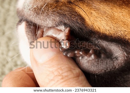 Oral wart on dog lips or canine oral papilloma. Examination by pet owner or veterinarian. Cauliflower like benign tumor spread dog-by-dog by sharing. Contagious papillomavirus. Selective focus. Royalty-Free Stock Photo #2376943321