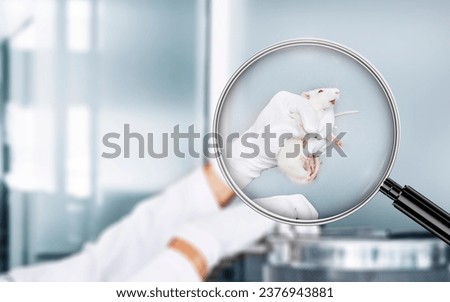 Magnifying Glass on Rat lab research experimental animals, test on laboratory product mouse Lab rats. Royalty-Free Stock Photo #2376943881