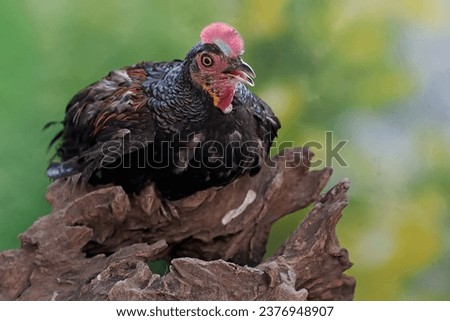 A male green Javanese junglefowl is resting on a rotten tree trunk. This beautiful colored bird has the scientific name Gallus varius.