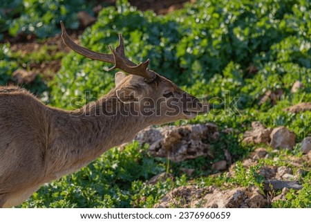 Portrait of a deer in nature