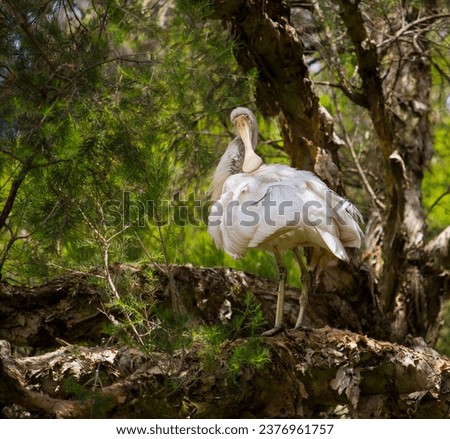 Majestic Australian Platalea flavipes yellow billed royal spoonbill standing on a paperbark tree is preening itself by the blue lake at Dalyellup, near Bunbury, Western Australia in early summer.