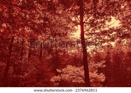 Red nature, forest and sunlight, beautiful trees, sunny weather, natural background for text, autumn magical atmosphere