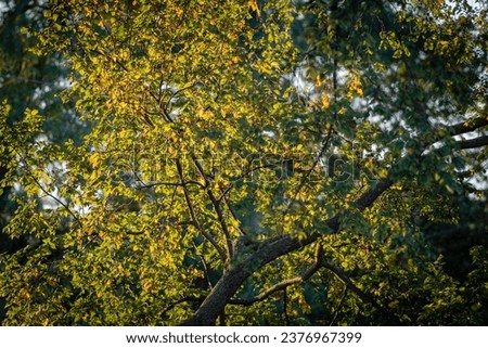 Isolated close up high resolution image of a tree changing color of its leafs to the autumn season
