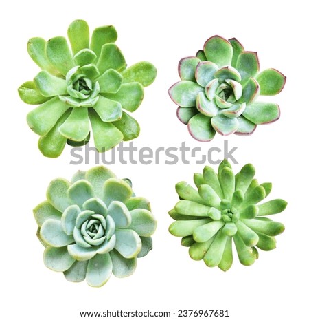 Green succulent isolated in white background, no shadow, succulents with clipping path Royalty-Free Stock Photo #2376967681