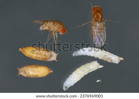 Vinegar fly, fruit fly (Drosophila melanogaster). All life stages: egg, larvae, pupa and adult fly in various shots. Isolated on a dark background. Royalty-Free Stock Photo #2376969001
