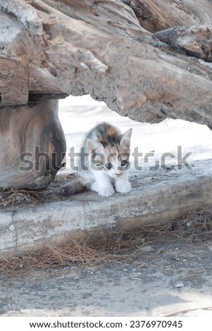 Cute little cat under the wood