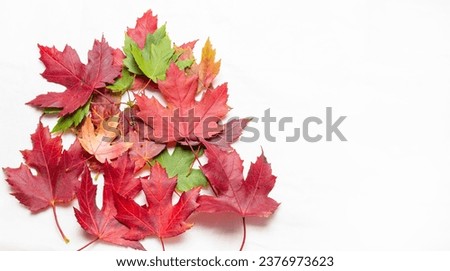 Colorful autumn leaves on white background. Flat lay, top view.
