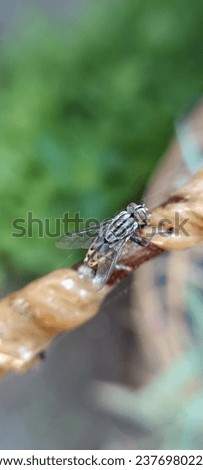 a black fly perched on a small twig in the photo from behind