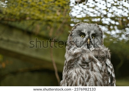 Great gray owl (Strix nebulosa) sits on a branch in the Schweinfurt wildlife park