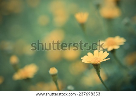 beautiful vintage flowers soft focus background