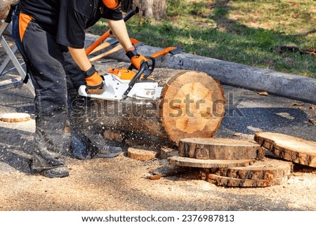 A woodcutter demonstrates the work of a chainsaw on sawing a thick log into thin slices on an autumn day. Royalty-Free Stock Photo #2376987813