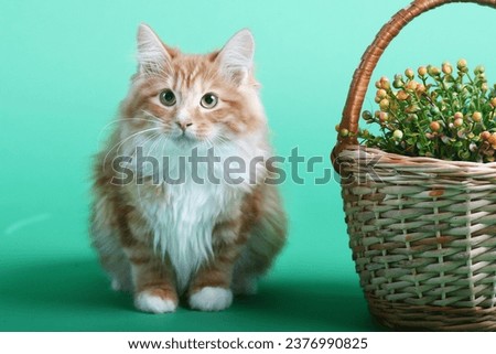 red Kuril bobtail kitten with flower basket close up photo on green background. High quality photo