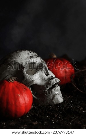 Plaster skull on the ground, composition for Halloween. Human skull, pumpkins and plant roots on a dark background. Skull close up