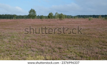 sweeping view over a heath landscape