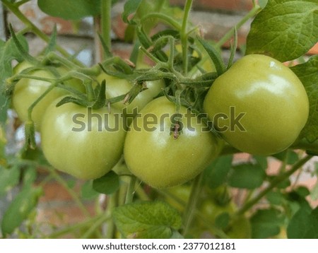 green tomatoes that are still on the tree and ready to be harvested