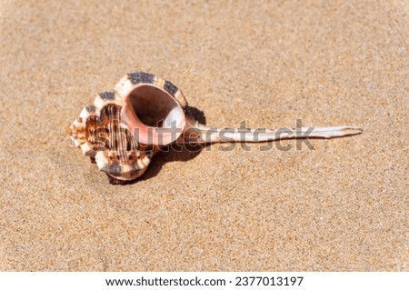 Seashell on fine beach sand background in summer sun. Clean sand beach grain, natural textured. Concept recreation, tourism, vacation, relax, beach holiday, travel design, close up, top view