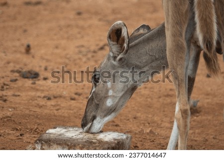 Kudu Facts Diet Habitat  Pictures