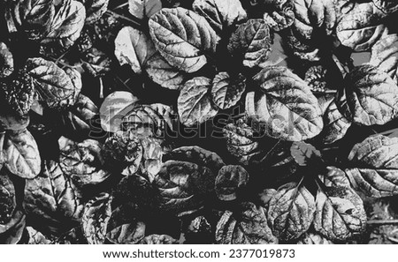 Dark abstract dense background with bugleweed Ajuga reptans - Black Scallop. Black and white. Beautiful nature wallpaper
