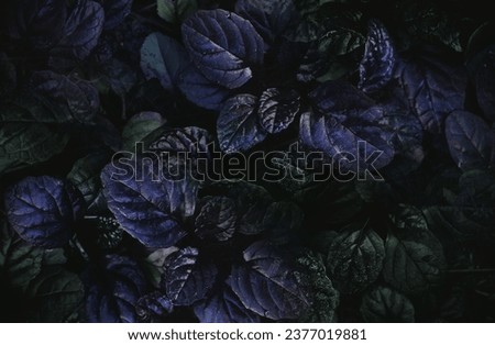 Dark abstract dense background with bugleweed Ajuga reptans - Black Scallop. Brightly colored plant leaves. Beautiful unique saturated nature wallpaper