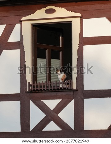 A tricolor cat sits in the window. White house, brown shutters. Germany.