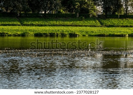River and shore view, river bank in the city  Royalty-Free Stock Photo #2377028127
