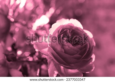 Pink beautiful rose, flowering plant, fresh flower in garden, floral image, natural background