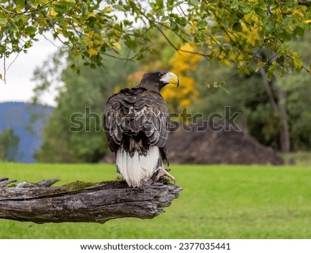 A giant sea eagle in the autumn forest