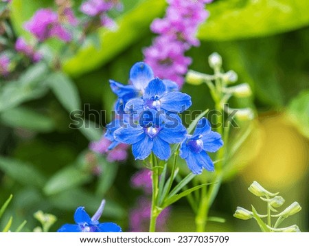 Close up of a delphinium elatum flower in bloom. Purple blue flowers of Siberian Larkspur also know as Chinese Delphinium. Close up of blue flower Royalty-Free Stock Photo #2377035709
