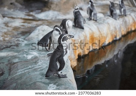 Penguins on a rocky shore near the water