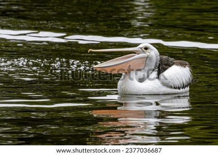 An Australian Pelican swimming with beak open Royalty-Free Stock Photo #2377036687