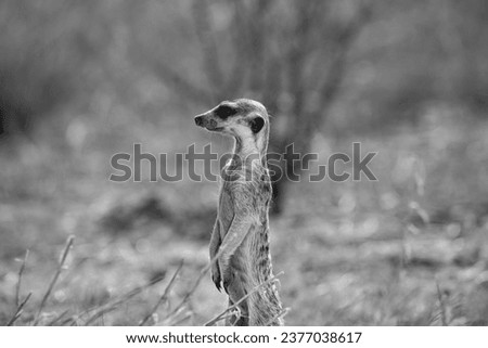 Wild meerkat family in South Africa's bush.