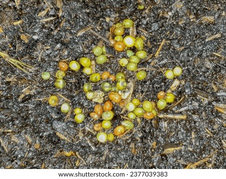 Red Wiggler and European nightcrawler eggs in soil. Different stages of development Royalty-Free Stock Photo #2377039383