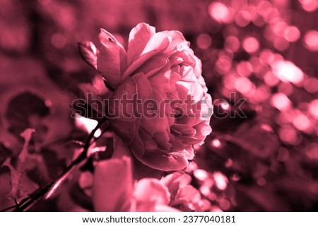 Pink rose, flowering beautiful plant, fresh flower in garden, floral image, natural background for text
