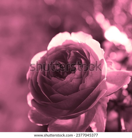 Beautiful rose, flowering plant, fresh flower in garden, floral image, pink natural background for text