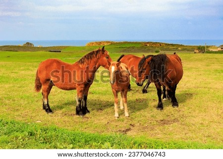 Group of beautiful horses. Cultural symbol of the region of origin. Magnificent animals are heavy country mountain horses. Spain. Mountain horses of the Basque Country. 