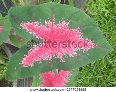 flower leaves mix green and red color
