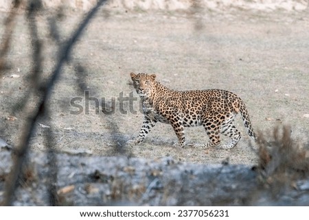 A leopard sitting in a stalking position  on the buffer area of Bandhavgarh Tiger reserve during a wildlife safari