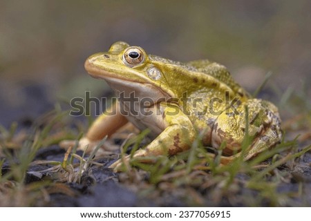 Pool Frog (Pelophylax lessonae) is a European frog in the family Ranidae. Reasons for declining populations are air pollution leading to over-nitrification of pond waters. Wildlife Scene of Nature  Royalty-Free Stock Photo #2377056915