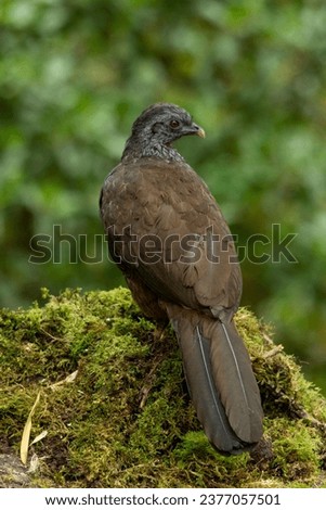 Andean Guan
(Penelope montagnii) perched on tree branch, back view - stock photo